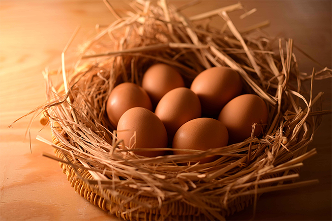 遺伝子組み換え飼料を一切使わず育てた親鶏から生まれた卵