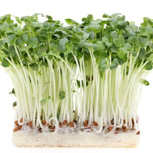 かいわれ大根の基礎知識 - 食品食材栄養事典