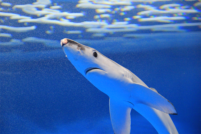 ヨシキリザメのカロリー 栄養成分表 食品食材栄養事典