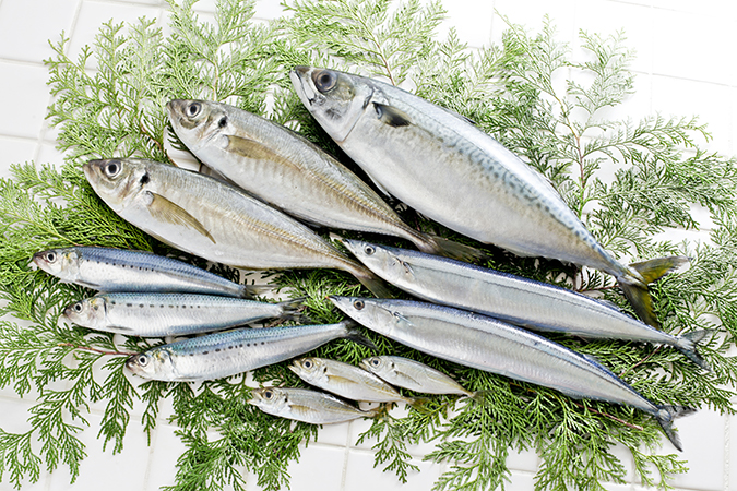 青魚の基礎知識 - 食品食材栄養事典