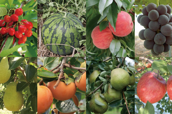 8種類の果物イメージ画像
