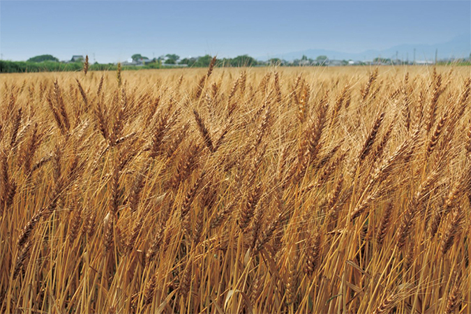 小麦の品種ミナミノカオリ