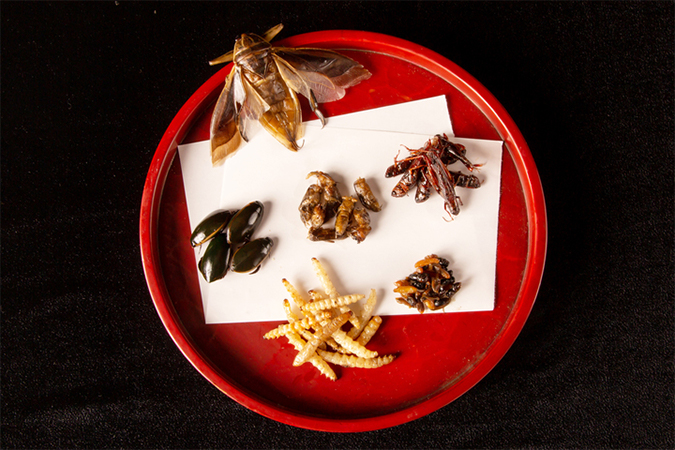 昆虫6種食べ比べ